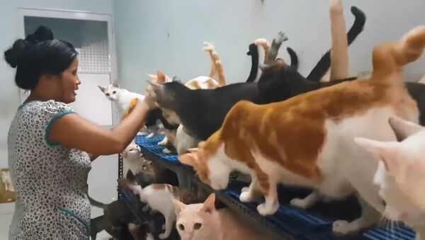 Người phụ nữ Việt hơn 20 năm sống với hàng trăm con mèo - Sputnik Việt Nam