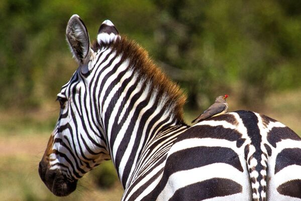 Ngựa vằn trong Vườn quốc gia Masai Mara ở Kenya - Sputnik Việt Nam