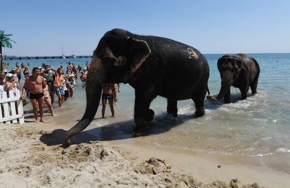 Những con voi rạp xiếc Ấn Độ Jenny và Magda lên bãi cát sau khi tắm biển ở Evpatoria, Crưm, LB Nga - Sputnik Việt Nam