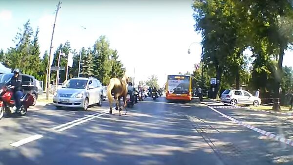 Ngựa làm ngã tài xế lái xe mô tô trước cuộc diễu hành mô tô ở Ba Lan - Sputnik Việt Nam