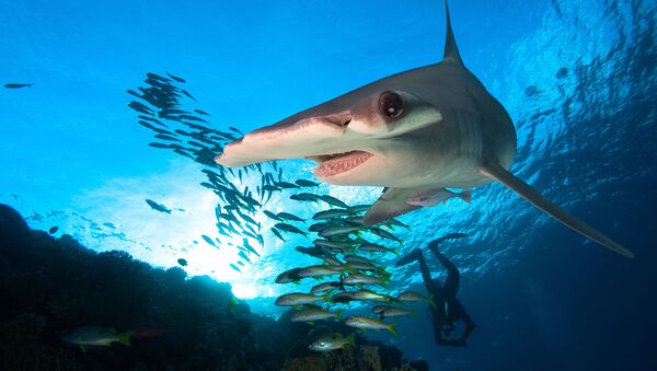 cá mập đầu búa - Sputnik Việt Nam