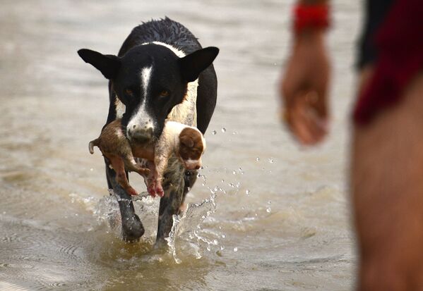 Chó mẹ đang đưa con mình vào chỗ khô ráo sau triều cường ở sông Jamna, Ấn Độ - Sputnik Việt Nam