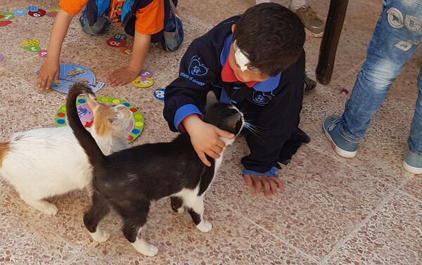 Trại nuôi dưỡng mèo của Muhammed Alaa al Jaleel ở Syria - Sputnik Việt Nam