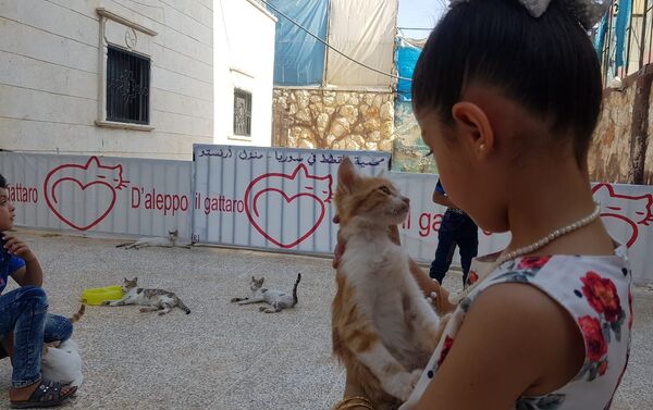 Trại nuôi dưỡng mèo của Muhammed Alaa al Jaleel ở Syria - Sputnik Việt Nam