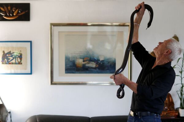 Người Pháp 67 tuổi Philippe Gillet với rắn hổ mang màu đen tại nhà của ông ở Couëron, gần Nantes - Sputnik Việt Nam