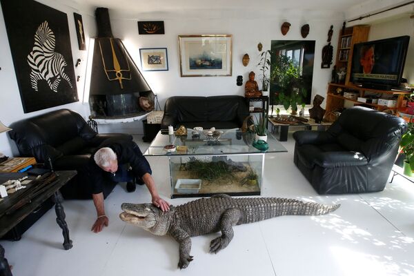Người yêu thích bò sát 67 tuổi Philippe Gillet nuôi cá sấu tên là Ali  bằng thịt gà tại nhà của ông ở thành phố Couëron, gần Nantes - Sputnik Việt Nam