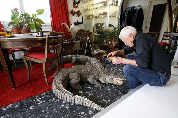 Người yêu thích bò sát 67 tuổi Philippe Gillet với cá sấu tại nhà của ông ở thành phố Couëron, Pháp - Sputnik Việt Nam
