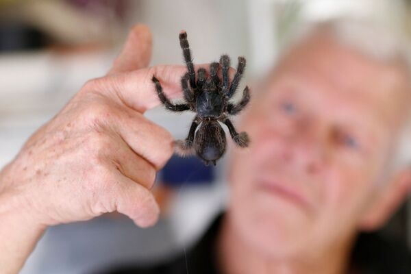 Philippe Gillet 67 tuổi thích bò sát với con nhện tarantul trong nhà của mình ở thành phố Couëron, Pháp - Sputnik Việt Nam