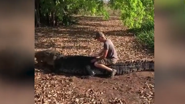 Tourist Climbs On Top Of 650KG Saltwater Crocodile In Outback - Sputnik Việt Nam