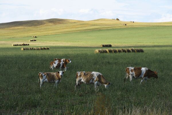 Đàn bò ăn cỏ trên cánh đồng ven đường ở Cộng hòa Khakassia - Sputnik Việt Nam