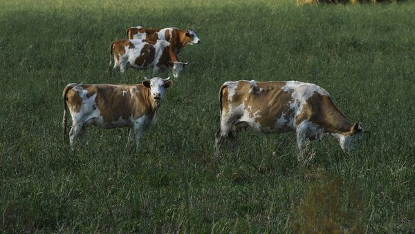Đàn bò ăn cỏ trên cánh đồng ven đường ở Cộng hòa Khakassia - Sputnik Việt Nam