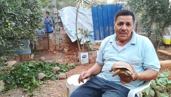 Cư dân Aleppo Mustafa Khalifah đã cứu hàng chục con rùa trong chiến tranh - Sputnik Việt Nam