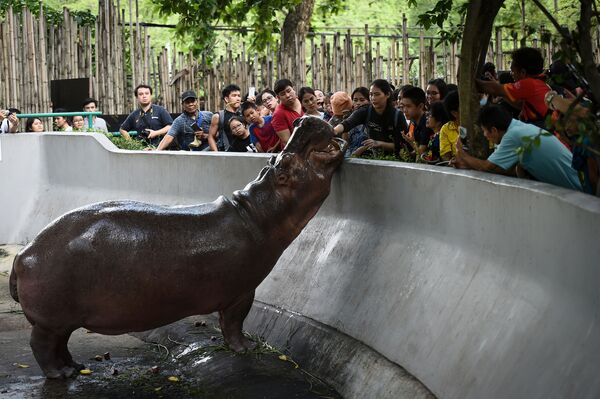 Khách tham quan cho hà mã ăn trong sở thú Bangkok - Sputnik Việt Nam