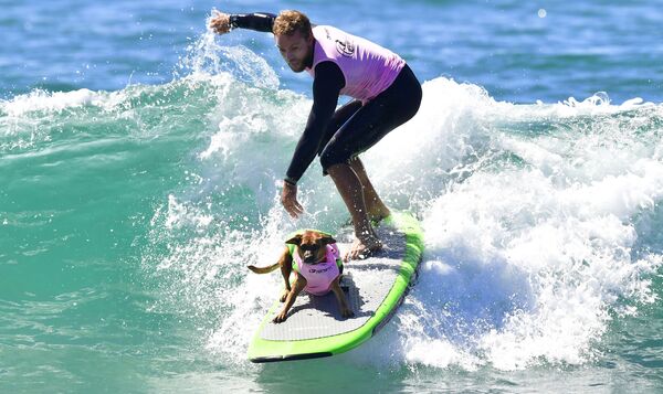 Những người tham gia cuộc thi chó lướt sóng thường niên Surf City Surf Dog ở California - Sputnik Việt Nam