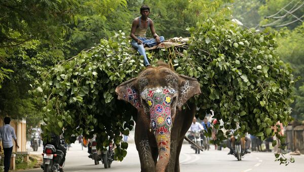 Слон на улице Индии - Sputnik Việt Nam