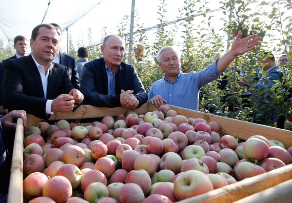 Tổng thống Nga Vladimir Putin và Thủ tướng Dmitry Medvedev thăm vườn táo của doanh nghiệp “Rassvet” ở vùng Stavropol - Sputnik Việt Nam