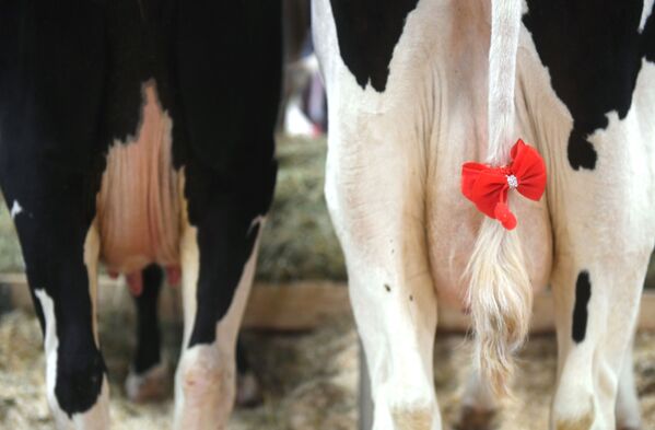 Những con bò thuần chủng của cơ sở chăn nuôi bò giống thuộc công ty “Novoladozhsky” tại Triển lãm thành tựu công nông nghiệp “Mùa thu vàng” lần thứ 20 ở Matxcơva. - Sputnik Việt Nam