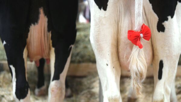 Những con bò thuần chủng của cơ sở chăn nuôi bò giống thuộc công ty “Novoladozhsky” tại Triển lãm thành tựu công nông nghiệp “Mùa thu vàng” lần thứ 20 ở Matxcơva.  - Sputnik Việt Nam