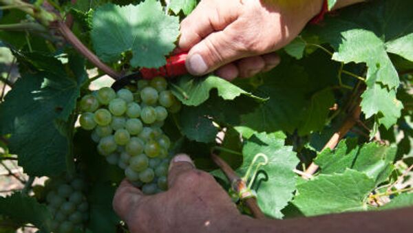 Сбор урожая винограда в Крыму - Sputnik Việt Nam