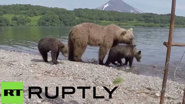 Nhiếp ảnh gia Nga chụp được những bức ảnh hiếm về gấu nâu Kamchatka - Sputnik Việt Nam