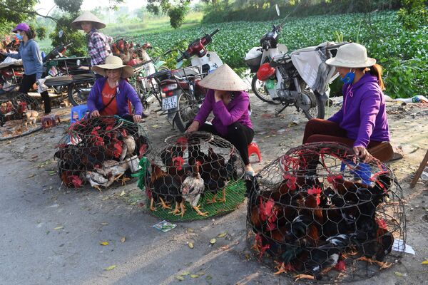 Những người phụ nữ đang bán gà ở chợ quê ngoại ô Hà Nội, Việt Nam - Sputnik Việt Nam