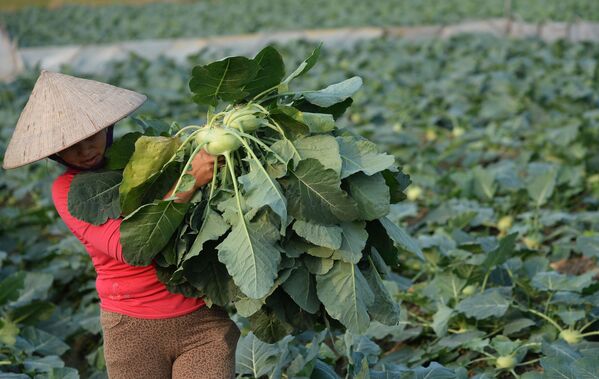 Nông dân đang thu hoạch bắp cải ở ngoại ô Hà Nội, Việt Nam - Sputnik Việt Nam