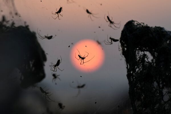 Mặt trời mọc trên nền mạng nhện tại Hồ Vistonida ở Hy Lạp - Sputnik Việt Nam