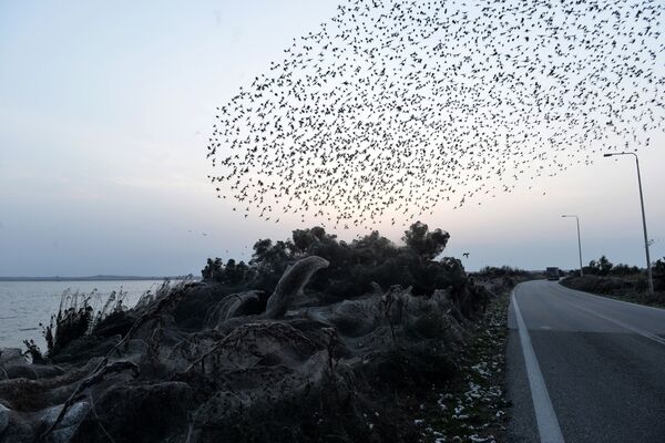 Chim bay trên thảm thực vật bao phủ mạng nhện tại hồ Vistonida ở Hy Lạp - Sputnik Việt Nam