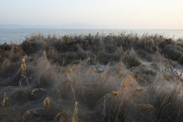 Mạng nhện tại hồ Vistonida ở Hy Lạp - Sputnik Việt Nam