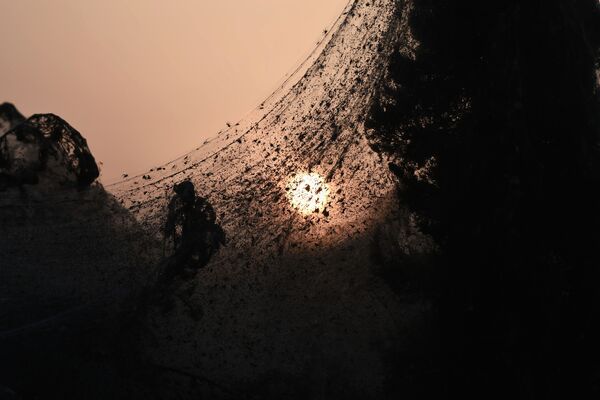Mạng nhện tại hồ Vistonida ở Hy Lạp - Sputnik Việt Nam