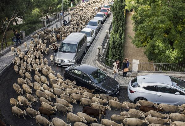 Di chuyển cừu hàng năm qua Madrid - Sputnik Việt Nam