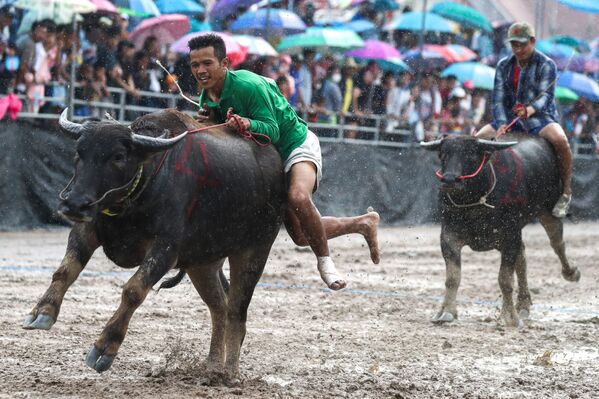 Người tham gia hội đấu bò bison hàng năm ở Chonburi, Thái Lan - Sputnik Việt Nam
