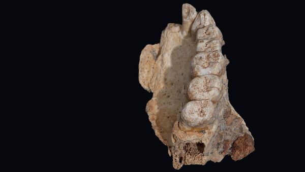 Фрагмент челюсти, обнаруженный в пещере Мислия на севере Израиля - Sputnik Việt Nam