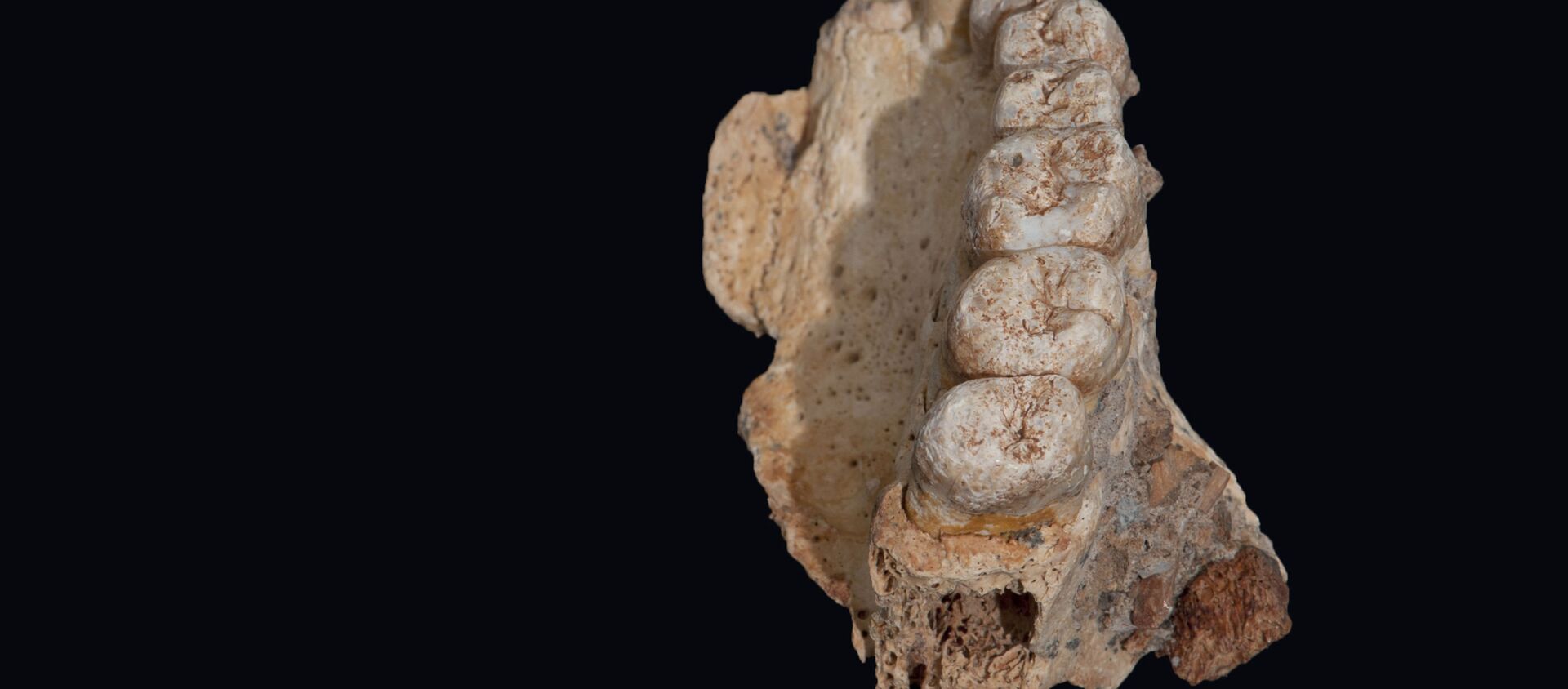 Фрагмент челюсти, обнаруженный в пещере Мислия на севере Израиля - Sputnik Việt Nam, 1920, 03.02.2020