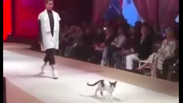 Mèo ngang ngược chiếm sàn catwalk trong chương trình thời trang (Video) - Sputnik Việt Nam