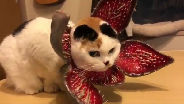 Mèo khoác bộ trang phục của cây bắt ruồi - Sputnik Việt Nam