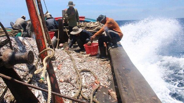 Ngư dân Việt Nam đánh bắt cá ở ngư trường truyền thống ở quần đảo Hoàng Sa - Sputnik Việt Nam