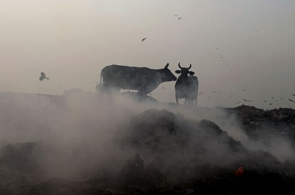 Bò Ấn Độ gặm cỏ tại bãi rác ở New Delhi - Sputnik Việt Nam
