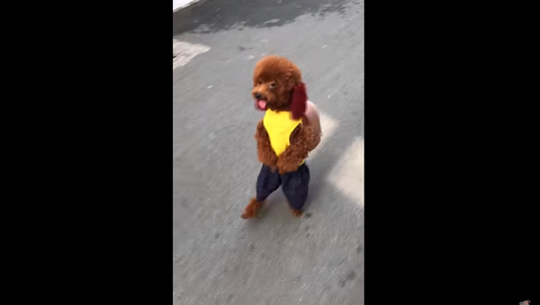 Video chú chó xù mang ba lô trên lưng từ Việt Nam bùng nổ trên mạng xã hội - Sputnik Việt Nam