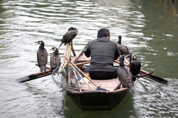 Ngư dân với các con chim được huấn luyện bắt cá trên sông Wuzhen, Trung Quốc - Sputnik Việt Nam