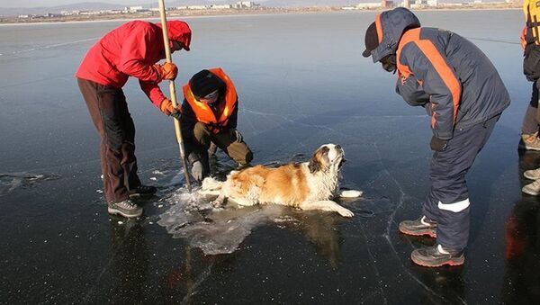 Giải cứu một con chó bị kẹt trong hồ băng - Sputnik Việt Nam