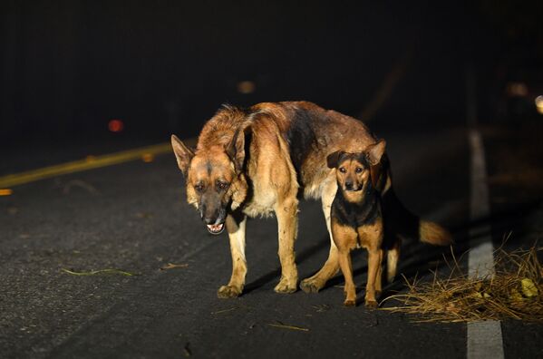Đàn chó trên đường trong vụ cháy rừng quanh thành phố Paradise của California - Sputnik Việt Nam