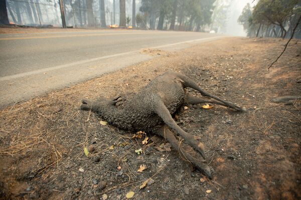 Con vật chết cháy nằm bên đường ở thành phố Paradise, California, nơi đã bị cháy hoàn toàn - Sputnik Việt Nam