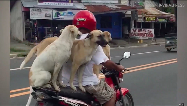 Ba con chó cưỡi xe máy đi chơi ở Philippines - Sputnik Việt Nam