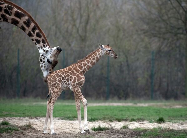 Chú hươu cao cổ mới chào đời cùng với mẹ ở vườn thú Berlin - Sputnik Việt Nam