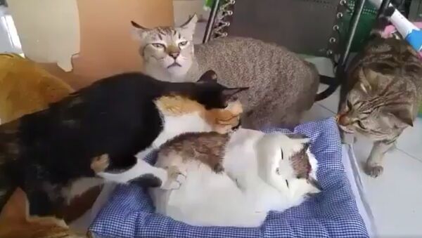Mèo đồ chơi dọa 4 con mèo thật chạy bán sống bán chết - Sputnik Việt Nam