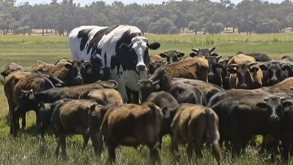 Con bò đực giống Holstein-Friesian có màu lông đen-trắng tên là Nickers - Sputnik Việt Nam