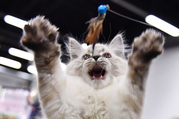 Con mèo tại triển lãm ở Moskva - Sputnik Việt Nam