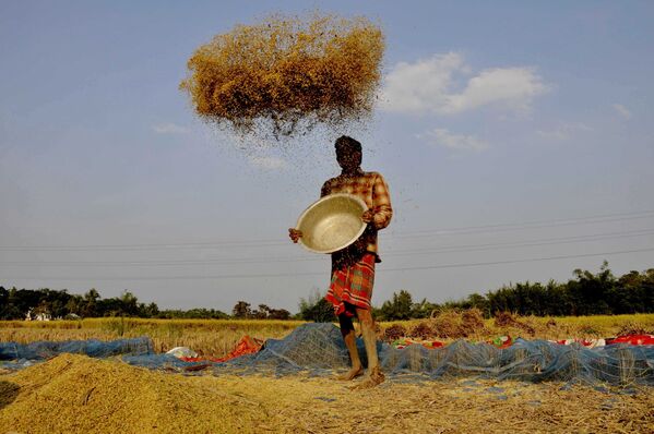Nông dân gieo mạ ở ngoại ô thành phố Agartala, Ấn Độ - Sputnik Việt Nam