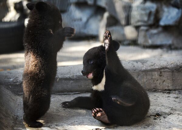 Những chú gấu con Himalaya tại vườn thú Novosibirsk - Sputnik Việt Nam